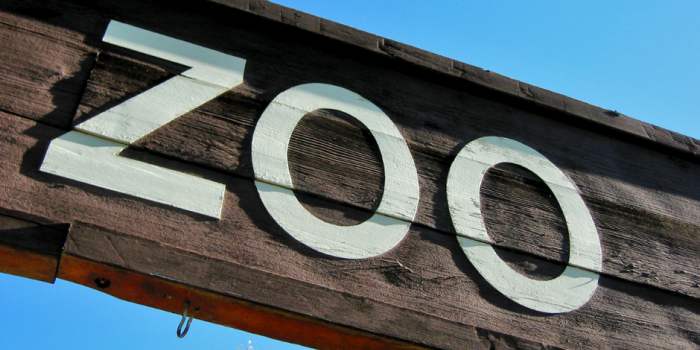 Les p'tits loups vont au zoo