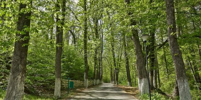 Balade dans la forêt de Baneasa (Pipera)