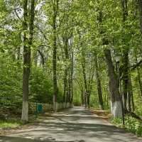 Balade dans la forêt de Baneasa (Pipera)